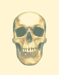 vector human skull. Graphic print for clothes, fabric, wallpaper, wrapping paper, design element for halloween party