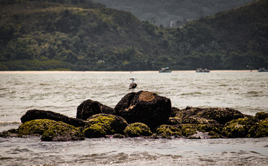 Photo taken on the beach of Caraguatatuba, S&atilde;o Paulo, Brazil.