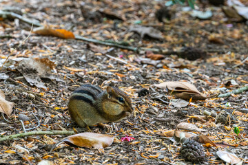 chipmunk with his cheeks full