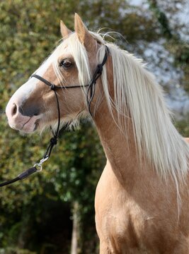 Gypsy vanner also known as the Irish Gypsy Cob. Golden palomino, blue eyes, colt mare stallion equestrian photography