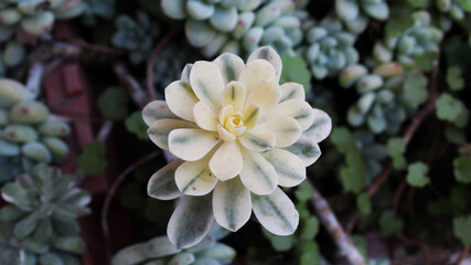Planta suculenta de hermosos pétalos bicolores amarillo con verde. 