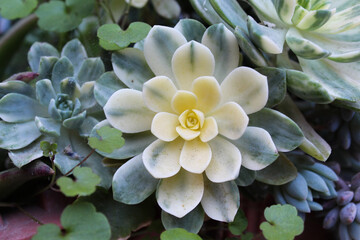 Flor suculenta de color amarillo claro con verde. 