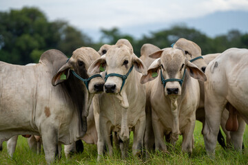 Grupo de toros de la raza Brahman en una finca. Reproductores en campo.