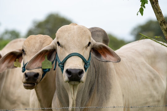 Toro de la raza brahman en campo mirando hacia la c&aacute;mara