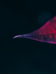 Poinsettia leaf