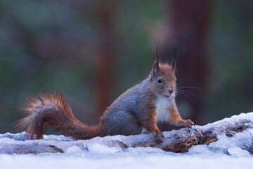 Red squirrel (Sciurus vulgaris)