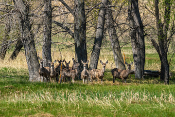 herd of deer in the woods