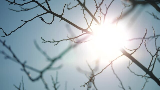 dry tree branch close-up silhouette against the blue sky and sun. dry branch of a tree without leaves. dead dry tree branch. natural nature winter forest concept landscape