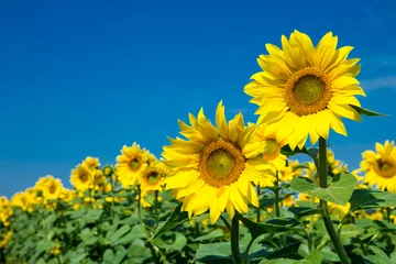 Schilderijen op glas Sunflower field with cloudy blue sky © Pakhnyushchyy