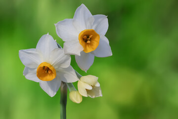 水仙の花(Narcissus) - obrazy, fototapety, plakaty