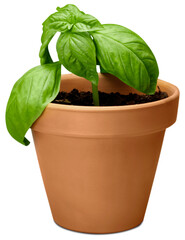 Basil plant