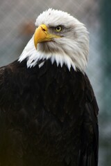 Fototapeta premium American bald eagle on the fence