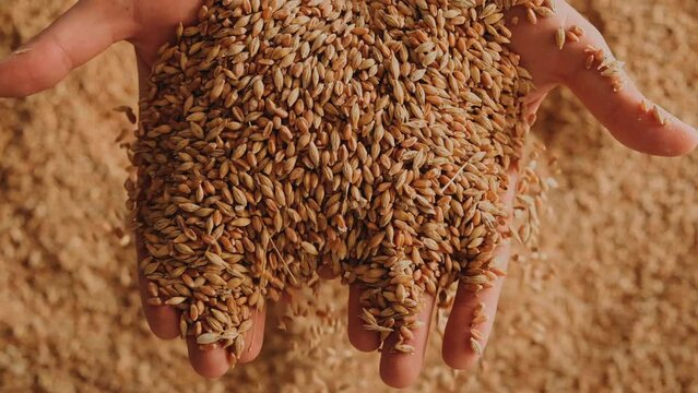 A human hand holding a handful of grain on a wheat background. Slow motion
