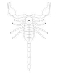 Scorpion anatomy (dorsal view). Black and white.