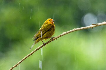 A male of Saffron Finch also known as Canario or Chirigue Azafranado under rain. Species Sicalis flaveola. Birdwatcher. bird lover. Birding. Yellowbird.