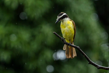 The Great Kiskadee also know as Bem-te-vi perched on the branch under rain . Species Pitangus sulphuratus. Animal world. Bird lover. Birdwatching. Flycatcher.