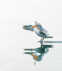 pelican in flight