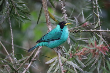 saí-verde
Green Honeycreeper
Chlorophanes spiza