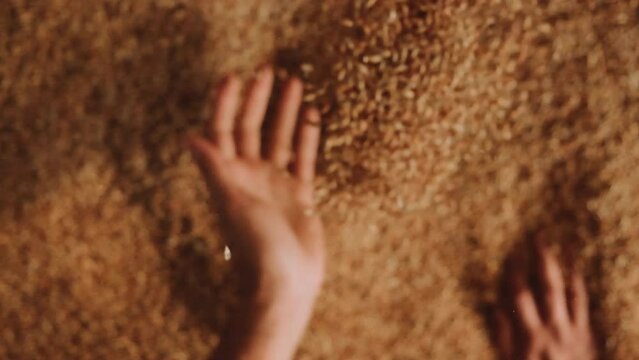 A human hand holding a handful of grain on a wheat background. Slow motion