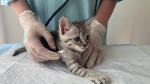 a veterinarian listens to a kitten with a phonendoscope, a gray kitten in a veterinary clinic