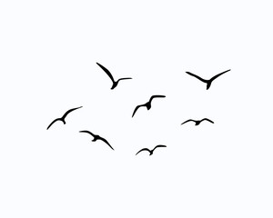 birds in flight flock of birds