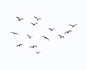 flock of birds