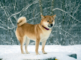 Japanese red coat dog is in winter forest. Portrait of beautiful Shiba inu male standing in the forest on the snow and trees background. High quality photo. Walk in winter