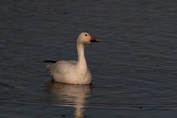 Naklejka na ściany i meble Snow Goose in the Wildlife Refuge Pond