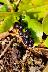 malabar spinach leaf with seed