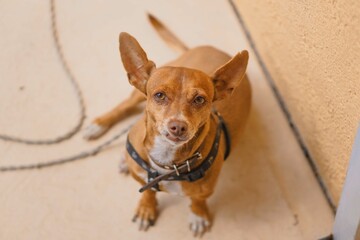 fotografia de mascota que es un perrito chihuahua de color café viendo a la camara