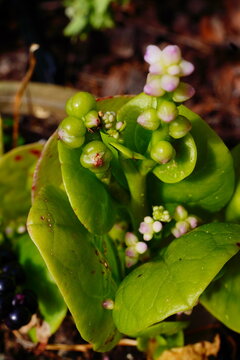 malabar spinach leaf with seed
