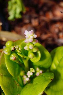 malabar spinach leaf with seed