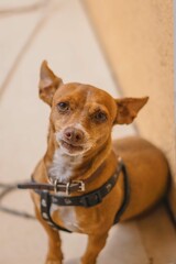 fotografia de mascota que es un perrito chihuahua de color café viendo a la camara