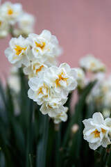 Narcissus plant beautiful white spring flower.