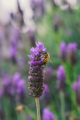 fotografia de una abeja posada en la flor de una lavanda con el fondo desenfocado de un jardin de lavandas 