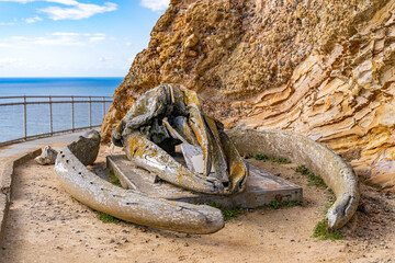 Gray whale skull, Point Reyes, California