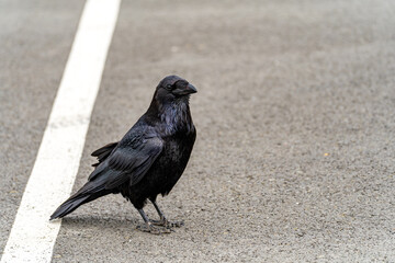 Common raven (Corvus corax) on the road.