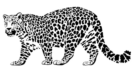 Amur leopard vector realistic black and white illustration