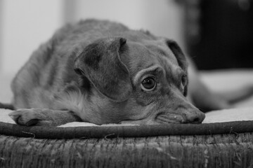 fotografia de un perro chichuahua un poco pasado de peso, recostado pero con ojos expresivos en blanco y negro 