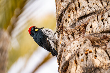 Acorn woodpecker sitting on a palm tree, close-up. 
