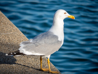 Fototapeta na wymiar seagull standing next to the water on the pier