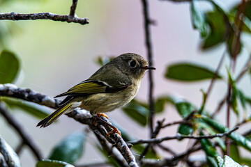 Kinglet