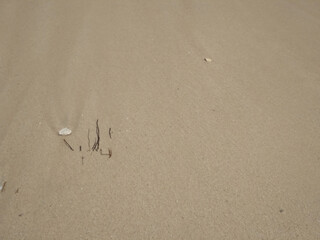 hidden small twigs and small stones that are above the beach sand