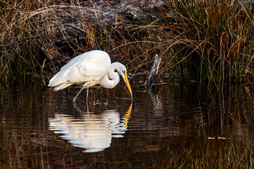 White Egret