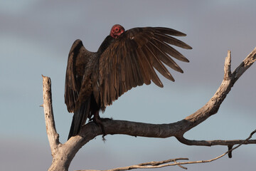 American Turkey Vulture Perched and Looking Over Wing