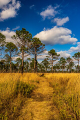 Obraz premium Path through the forest