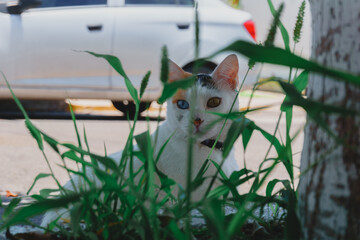 fotografia de un gato de color blanco con manchas negras y naranjas, el cual tiene un ojo de color azul y el otro de color naranja, el cual esta entre el verde de las plantas de un jardin 