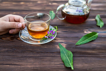 Hands holding a transparent cup of tea from medicinal herbs. Matthiola incana, Brompton stock, common stock, hoary stock, ten-week stock, and gilly-flower tea with fresh quotes