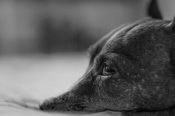 fotografia de un perro chichuahua con ojos expresivos en blanco y negro  - obrazy, fototapety, plakaty