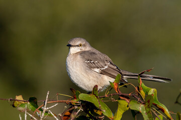 Mockingbird